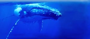 Humpback Whale Swimming | WDC Ambassador Program