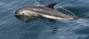 Atlantic White-Sided Dolphin Swimming