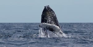 Photo for whale adoption renewal of a Humpback whale breaching, left flipper showing