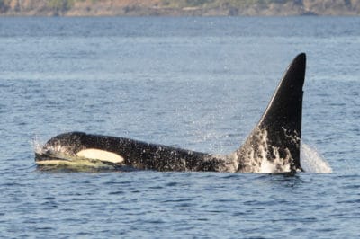 Fife - Male Orca Whale