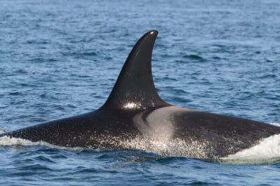 Adopt Orca whale Holly