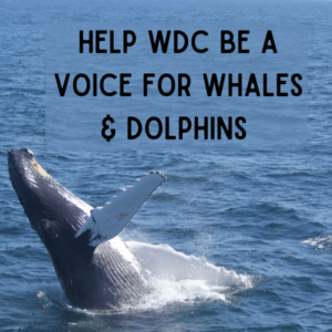 Donate today to WDC. Be The voice for whales worldwide