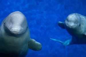 donate to protect dolphins