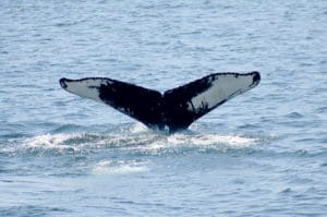 Whale Adoption Project - Adopt Pepper the Humpback Whale