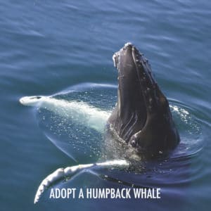 adopt a humpback whale