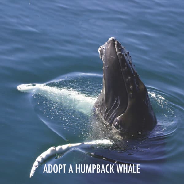 adopt a humpback whale