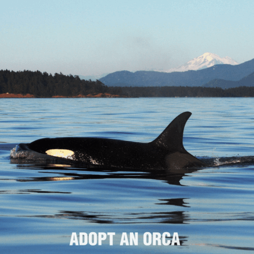 Whale Adoption Orca