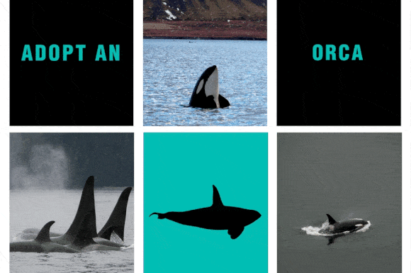 adopt an orca