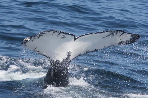 Adopt Coral The Humpback Whale