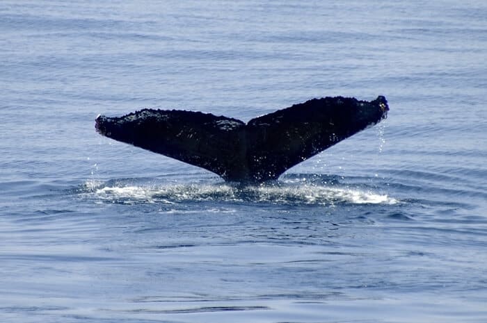 Adopt Midnight The Humpback Whale