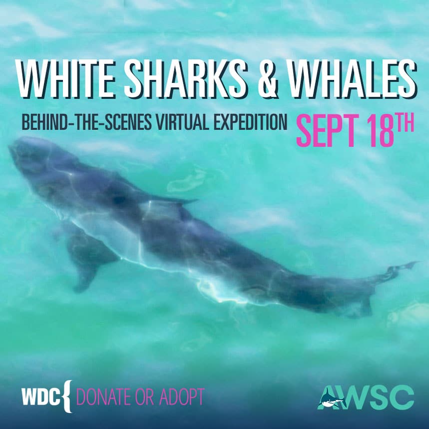 great-white-sharks-and-whales-virtual-expedition-sept-18th-2020