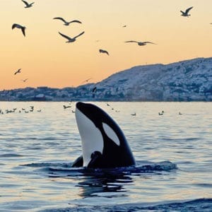 donate to protect orcas