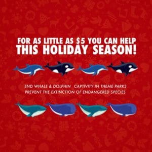 donate to save whales