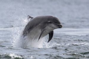Bottlenose dolphin breaching - facing camera