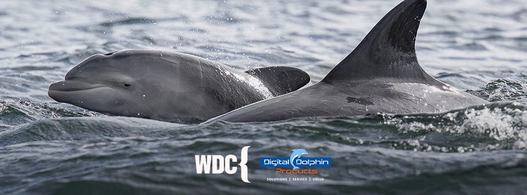 Dolphin calf swimming next to its mother, poking a little face above the water. WDC's logo and Digital Dolphin Products's logo on image.