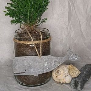 Aluminum whale christmas ornament, with aged silvery patina, hanging around trunk of potted mini cypress tree planted in clear glass jar. To the right of the jar is a moon snail shell and two rocks, the smaller brown striped one sitting atop a long, think grey one that is about half the size of a small banana.