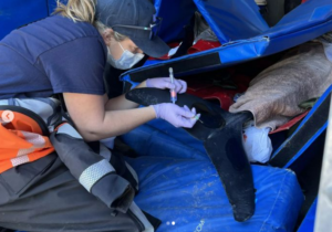 WDC's coordinator of the marine animal rescue and response program is gloved and masked, using a syringe to take a sample from a dolphin. The dolphin is lying on a stretcher in the back of a truck.