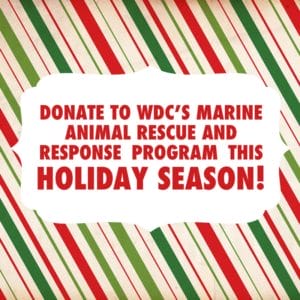 donate to save whales and dolphins this holiday
