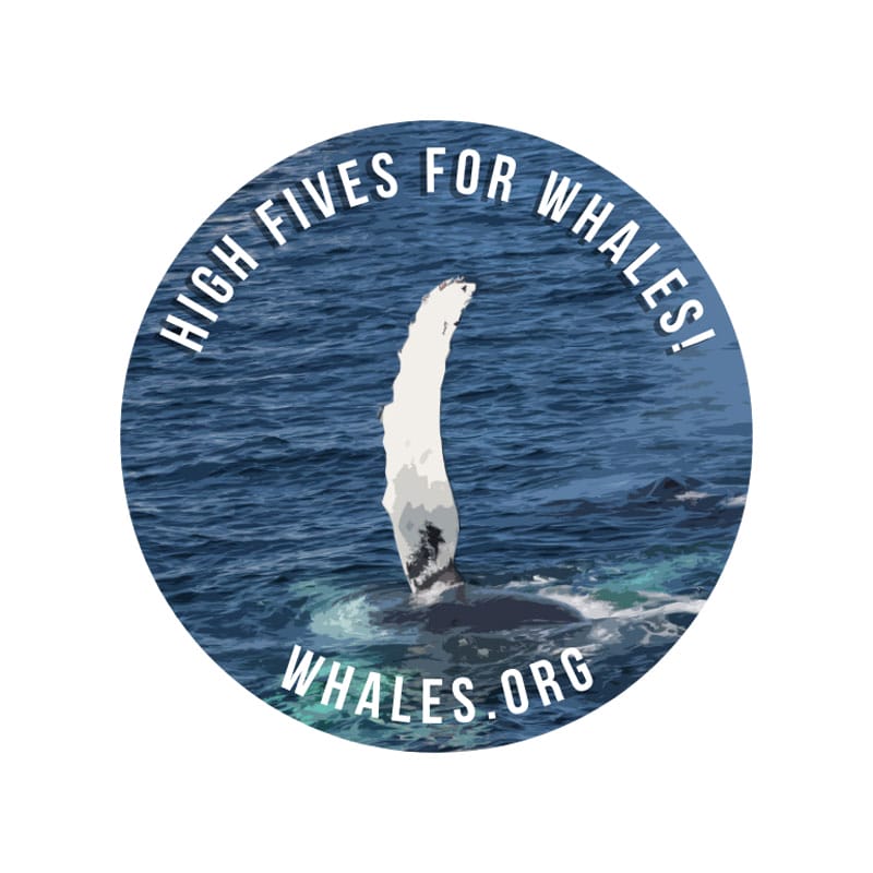 high five donation to save whales