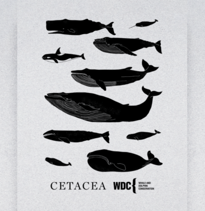 Cetacea image