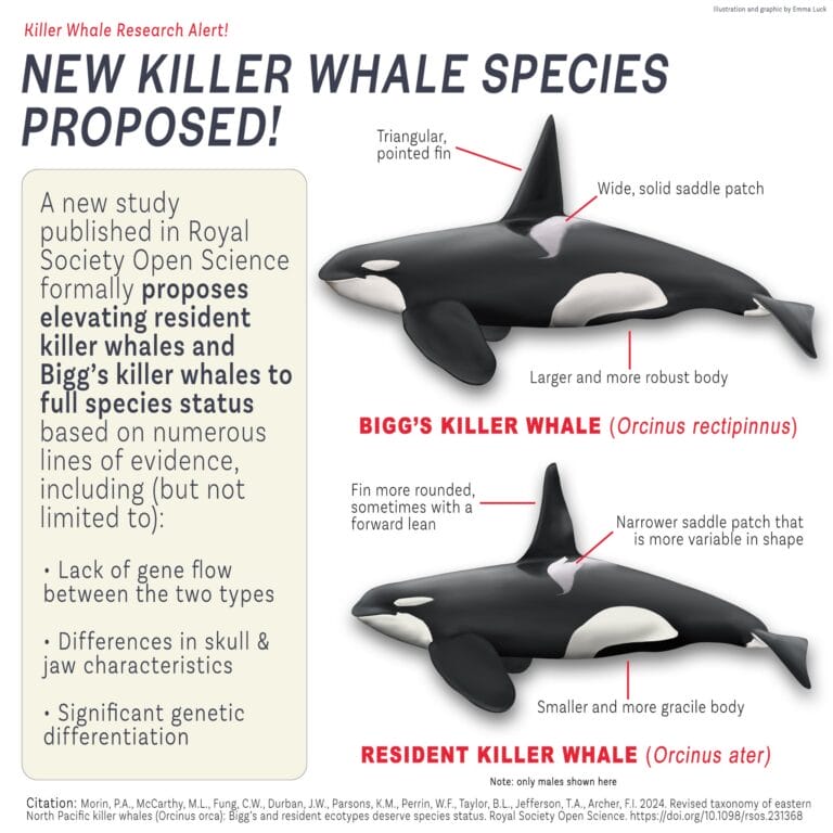 new killer whale species proposed