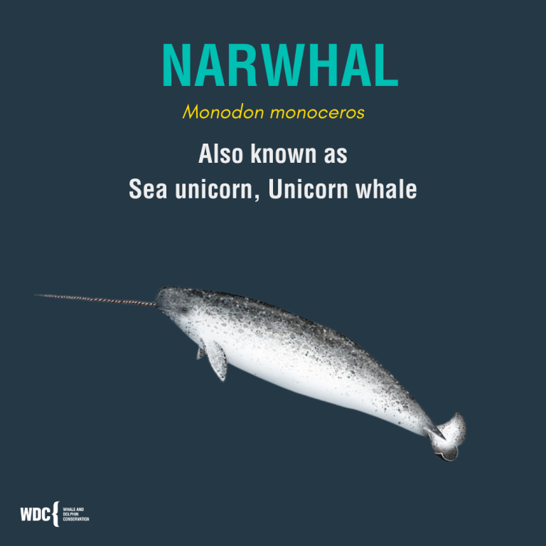 Narwhals are also known as sea unicorns and unicorn whales.