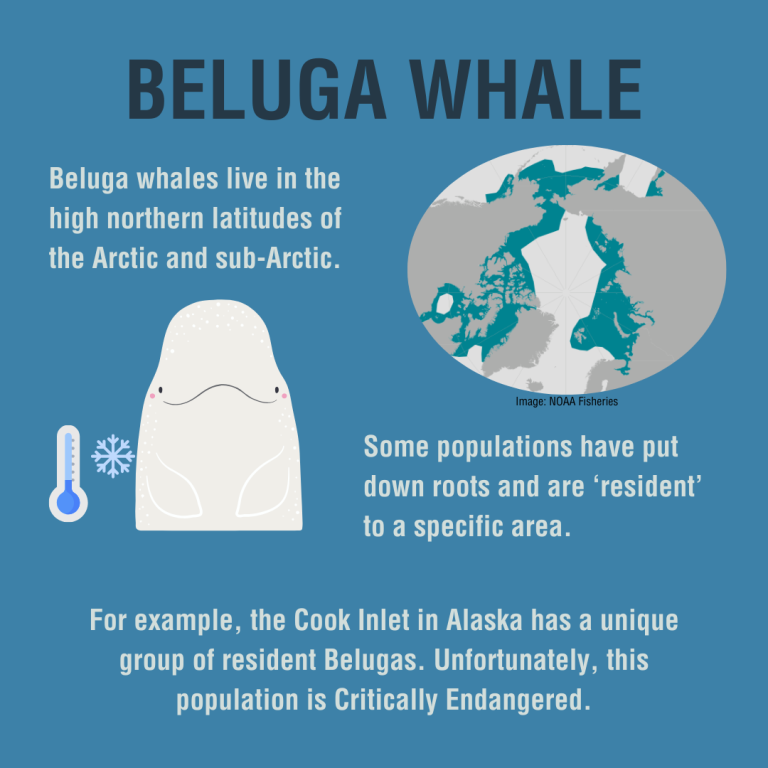 Beluga whales live in the high northern latitudes of the Arctic and sub-Arctic. Some populations have put down roots and are ‘resident’ to a specific area. For example, the Cook Inlet in Alaska has a unique group of resident Belugas. Unfortunately, this population is Critically Endangered.